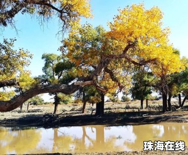 华为手机深秋怎么拍照