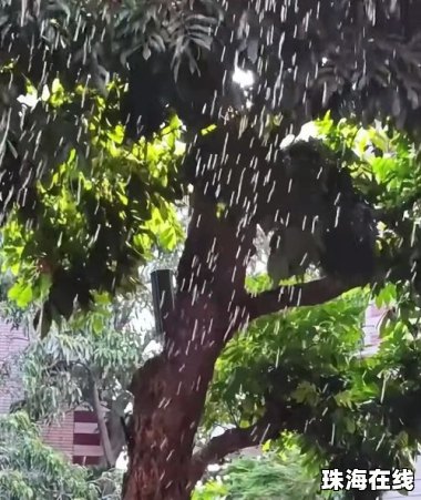 上海闹“蝉灾”给山东人急得团团转