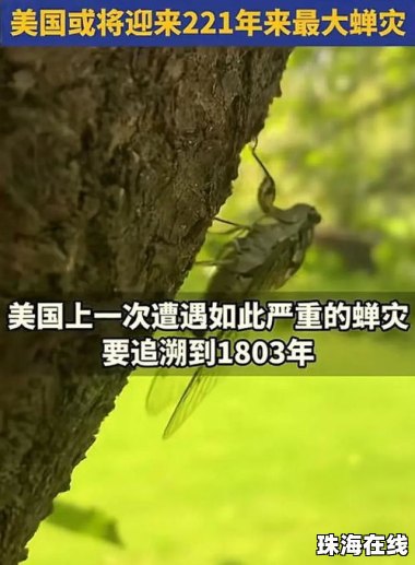 上海闹“蝉灾”给山东人急得团团转