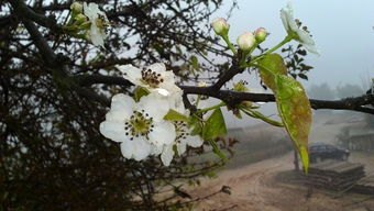 华为手机怎么雨中拍花