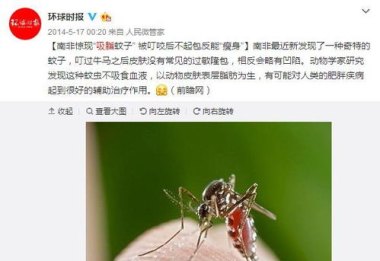 什么是华丽巨蚊