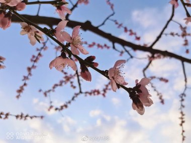 华为手机桃花怎么拍