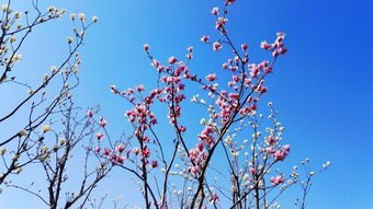 华为手机桃花怎么拍