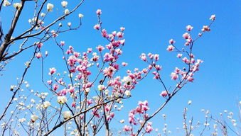 华为手机桃花怎么拍