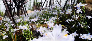 华为手机室内怎么拍花