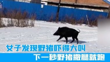 深圳大梅沙惊现野猪 一女子被撞