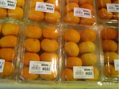 韩国农产品价格上涨 1个西瓜173元 韩国农产品价格上涨 1个西瓜173元