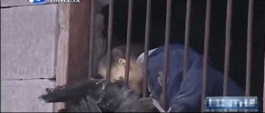 汉江现巨型怪物？夜钓者拍下惊悚一幕