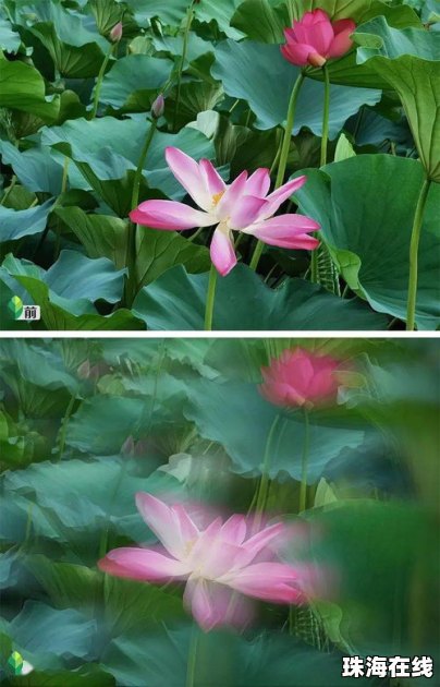 荷花怎么拍照华为手机