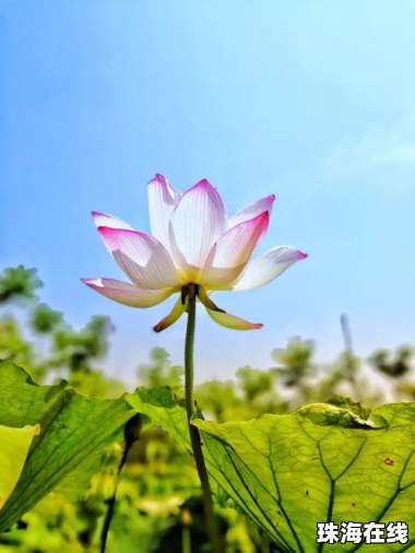 荷花怎么拍照华为手机