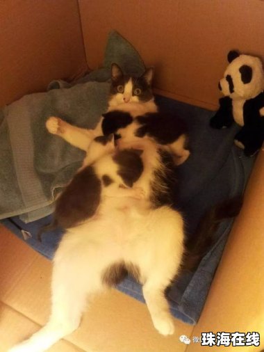 小孩多次甩飞捶打小猫致死