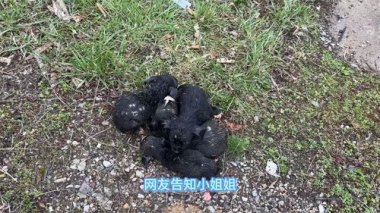 暴雨致街道被淹 眼镜蛇缠在窗户上