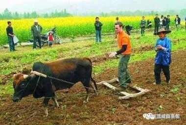 实探白马寺：有免费茶水 闲地种玉米