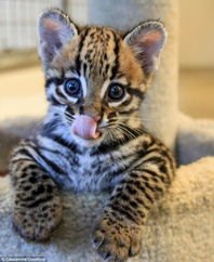 狗狗叼回了一只豹猫幼崽