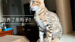 狗狗叼回了一只豹猫幼崽