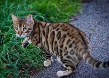 狗狗叼回了一只豹猫幼崽