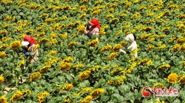 路人摘葵花后在枝头留钱 农户感动