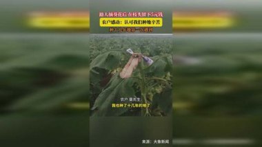 路人摘葵花后在枝头留钱 农户感动