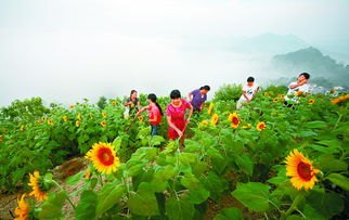 路人摘葵花后在枝头留钱 农户感动
