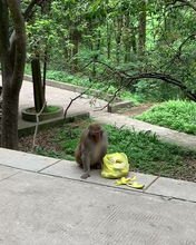 贵州女游客被猴子踢倒骨折