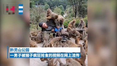 贵州女游客被猴子踢倒骨折