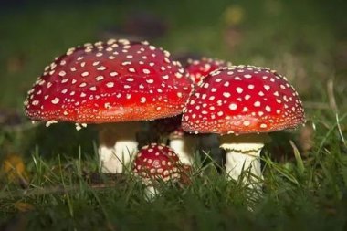 “越野跑大神”误食毒蘑菇身亡