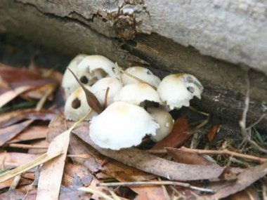 “越野跑大神”误食毒蘑菇身亡