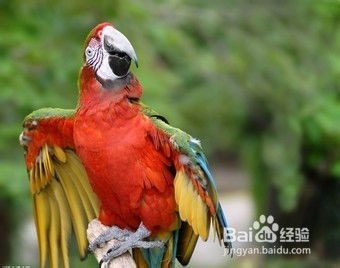 入境旅客把200多枚鹦鹉蛋冲进下水道 入境旅客把200多枚鹦鹉蛋冲进下水道