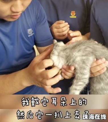 3万金镯子被猫推进垃圾桶后扔了