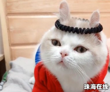 3万金镯子被猫推进垃圾桶后扔了
