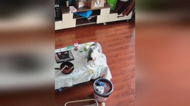 3万金镯子被猫推进垃圾桶后扔了