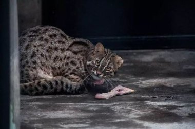 动物园回应豹猫饭碗旁爬满虫子