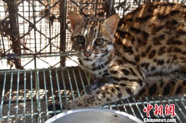 动物园回应豹猫饭碗旁爬满虫子