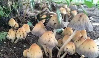 一家9口吃鹅膏菌中毒