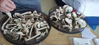 一家9口吃鹅膏菌中毒