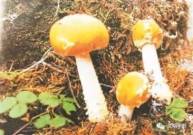 一家9口吃鹅膏菌中毒