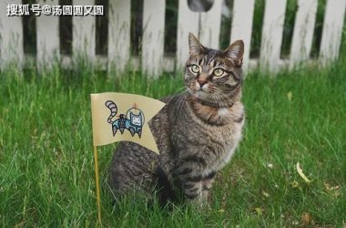因主人欠款狸花猫遭法拍 拍卖被撤销