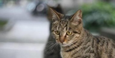因主人欠款狸花猫遭法拍 拍卖被撤销