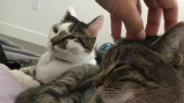 因主人欠款狸花猫遭法拍 拍卖被撤销