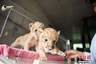 动物园狮子因不爱洗澡走红 酷似乞丐