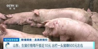 养殖户养一头猪亏36元 养殖户养一头猪亏36元