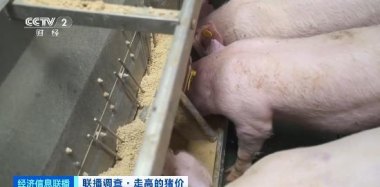 养殖户养一头猪亏36元 养殖户养一头猪亏36元