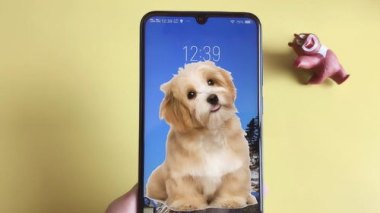 怎么在华为手机养小狗猫