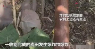 8旬老人捅马蜂窝被蛰不幸去世