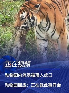 猫咪误入动物园虎园被咬死