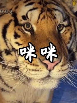 猫咪误入动物园虎园被咬死