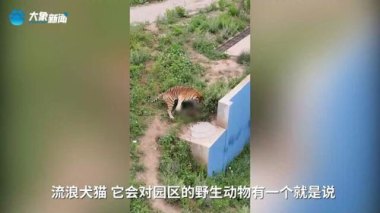 猫咪误入动物园虎园被咬死