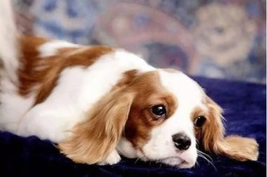 怎么在华为手机养小狗犬