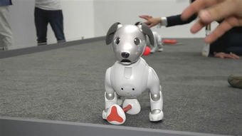 怎么在华为手机养小狗犬