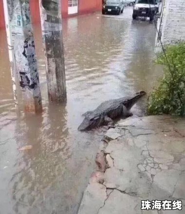 印度暴雨过后 鳄鱼在马路上散步